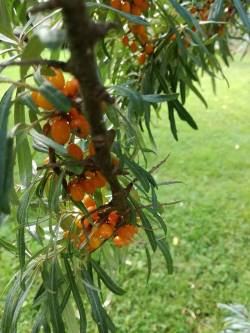 Autumn arrives and forest is full of colour! | Kirami