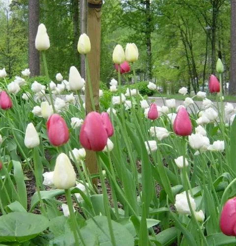 A yard designer helps you choose a place for your tub | Kirami