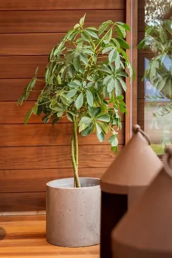 Kirami FinVision® -lounge M Misty - beautiful as a flower!